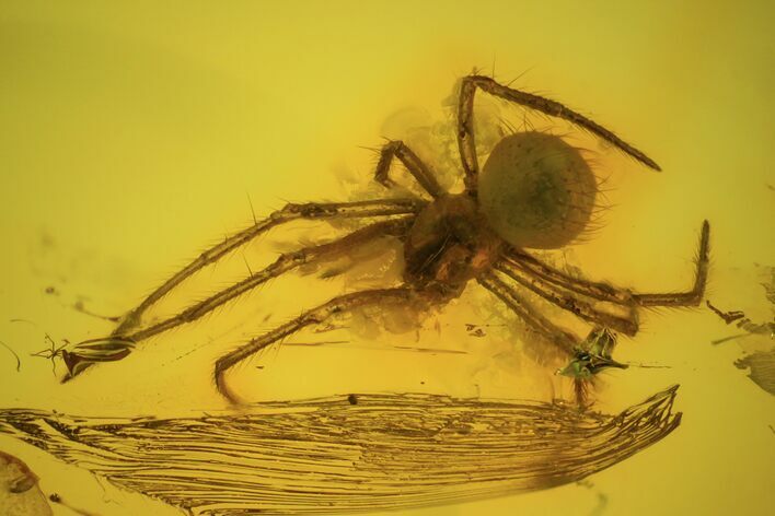 Detailed Fossil Spider (Aranea) In Baltic Amber #73311